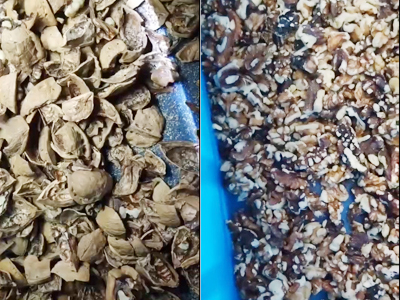 La máquina clasificadora Mingde AI separa las semillas y la cáscara de nuez